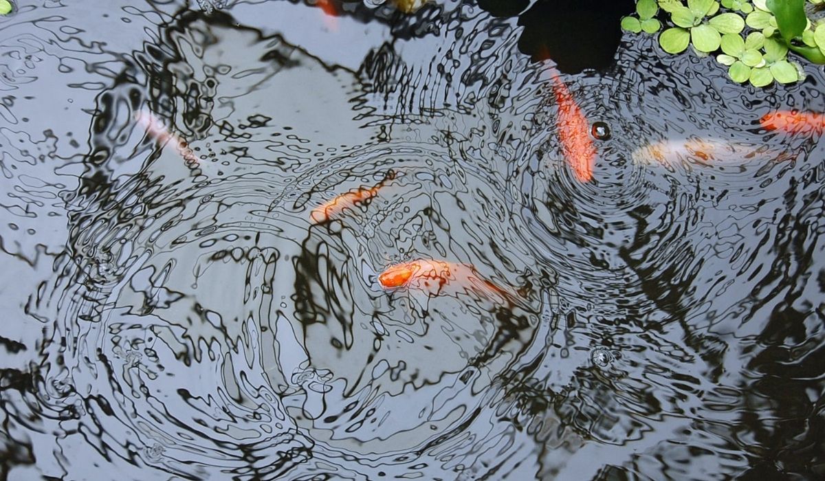 Weedeating fish for your farm pond Texas Forest Country Living