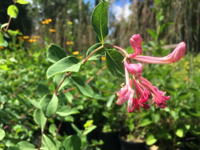 SFA Gardens gears up for spring plant sale Texas Forest Country Living