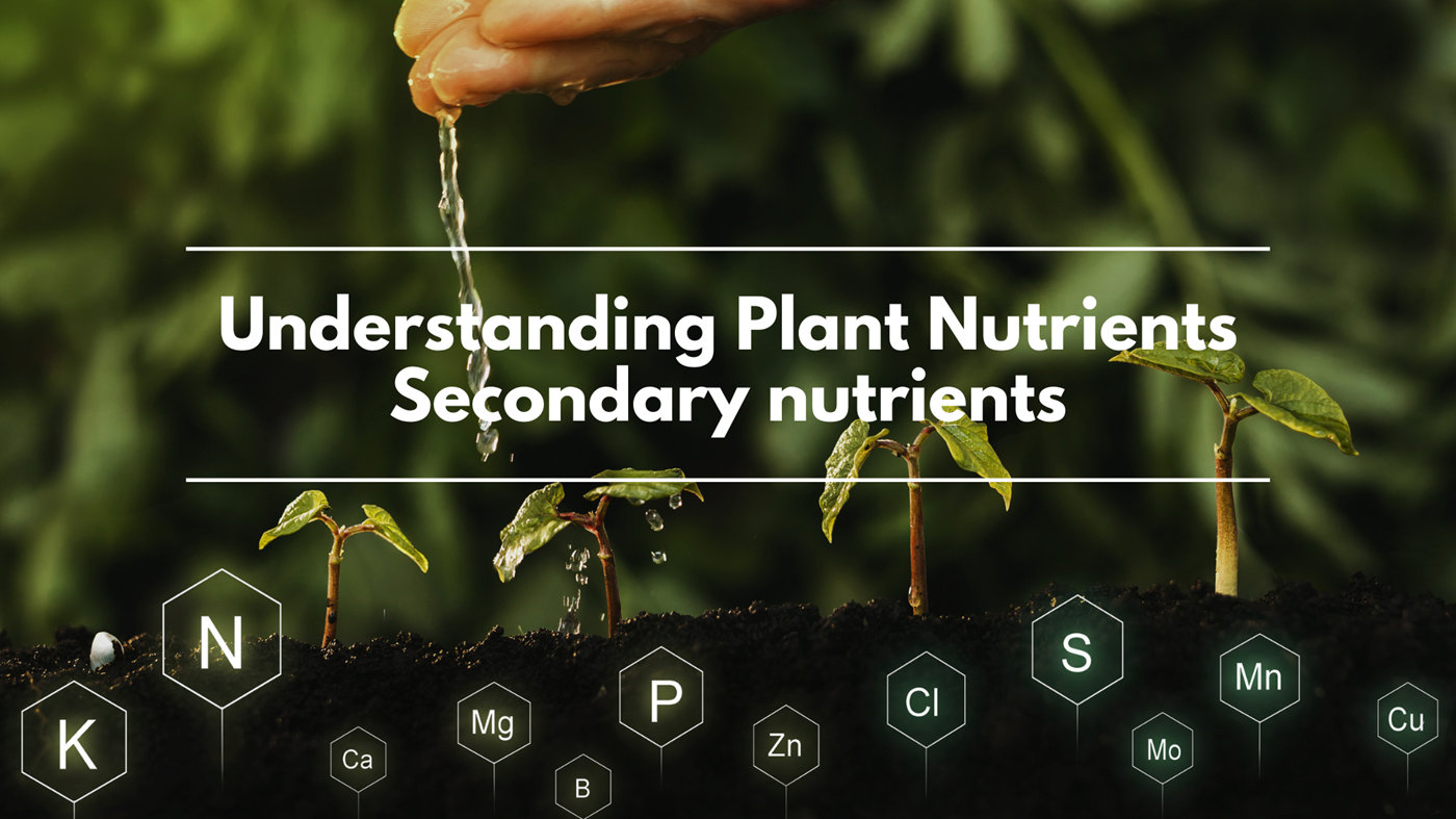 Understanding Plant Nutrients Secondary nutrients Texas Forest